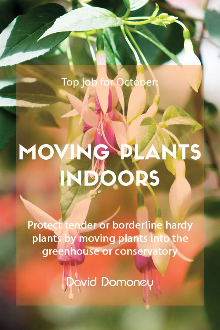 Top job for October: Moving tender plants indoors