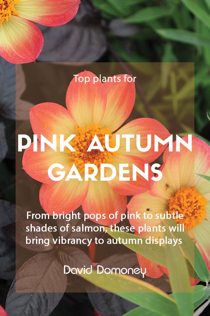 Top plants for pink autumn gardens