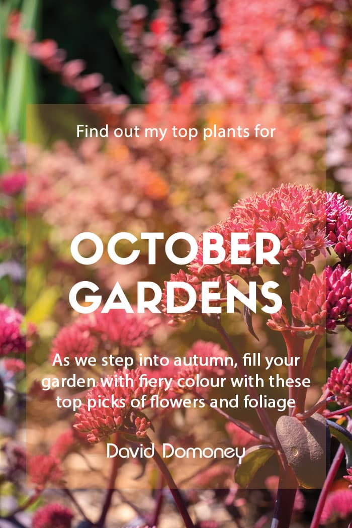 Top ten plants for October gardens