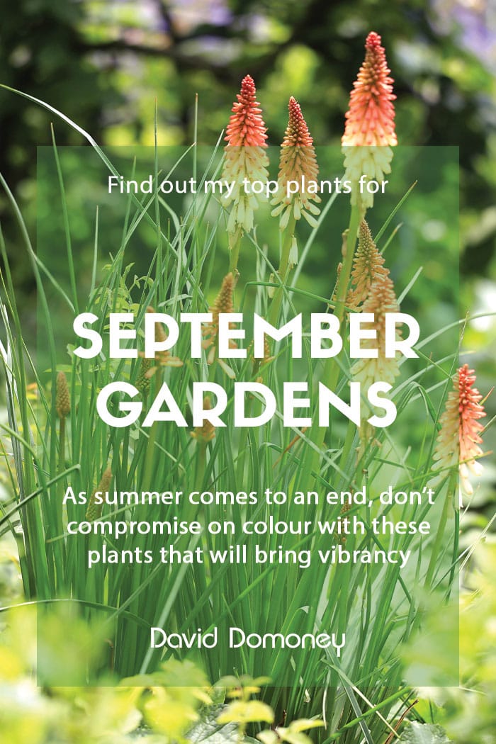 Top ten plants for September gardens