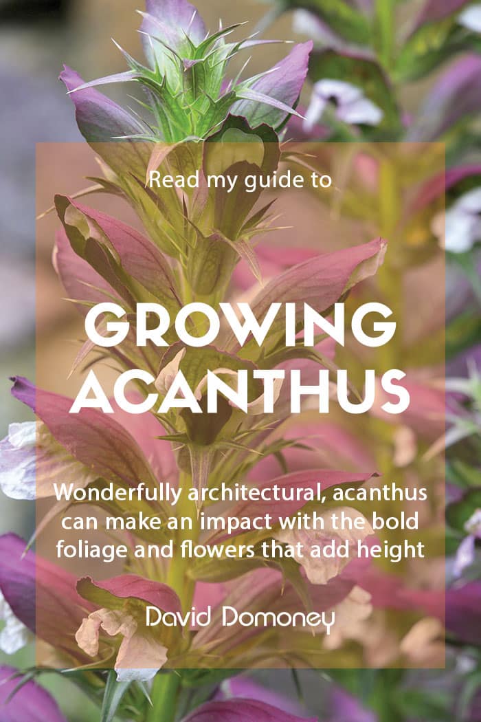 How to grow acanthus or bear’s breech