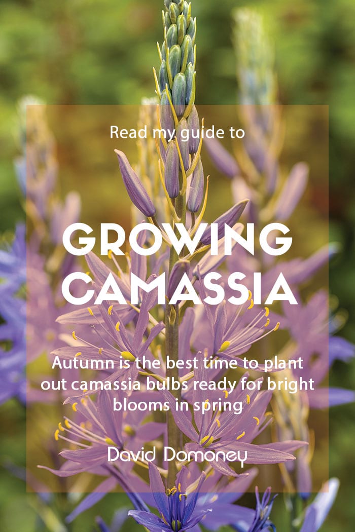 How to grow camassias