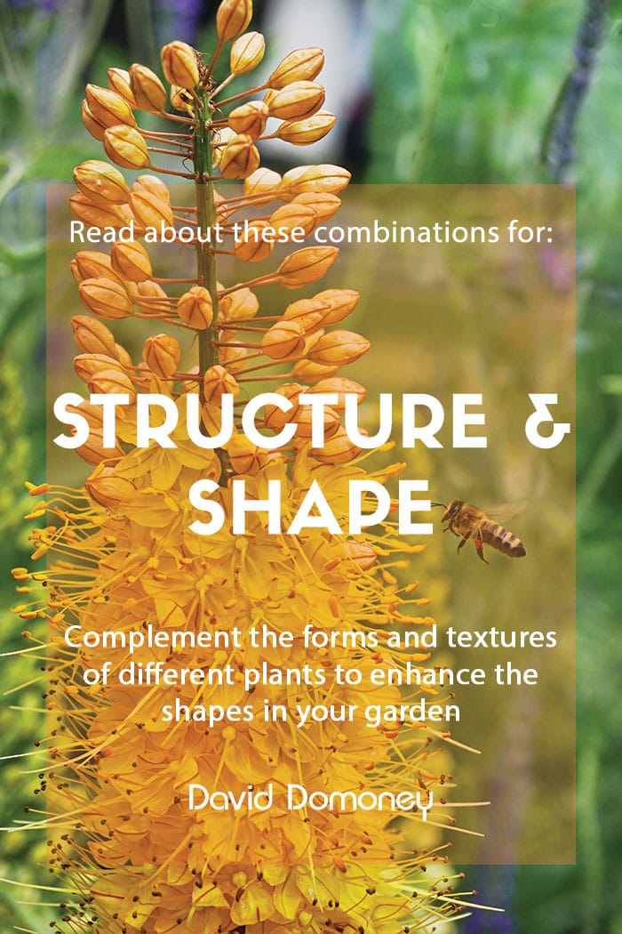 Plant combinations for structure and shape in the garden