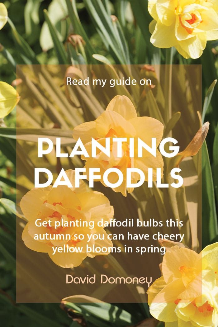 How to plant daffodil bulbs