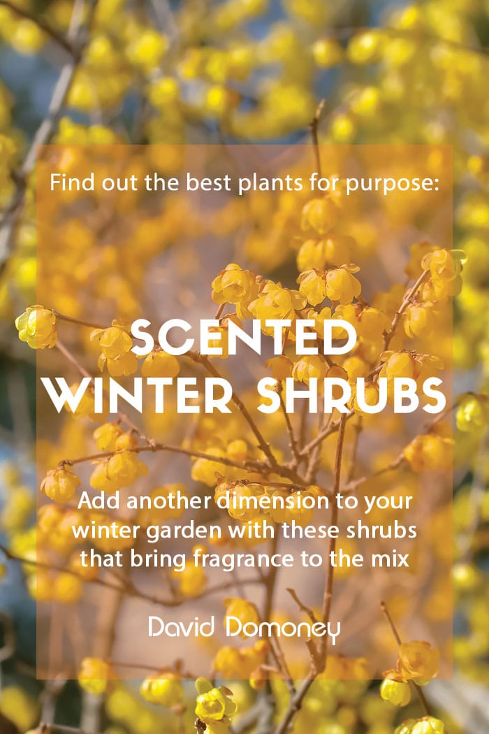 Plants for a purpose: Top plants for scented winter shrubs