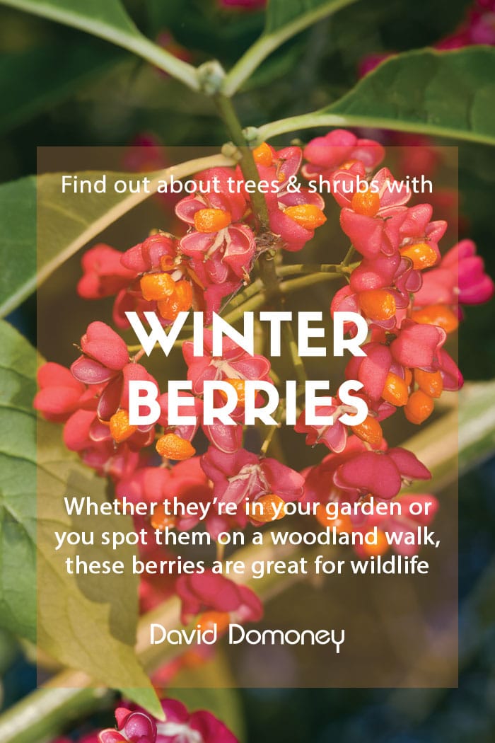 Shrubs and trees with winter berries