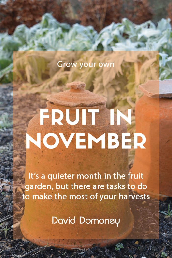 Top grow your own fruit for November