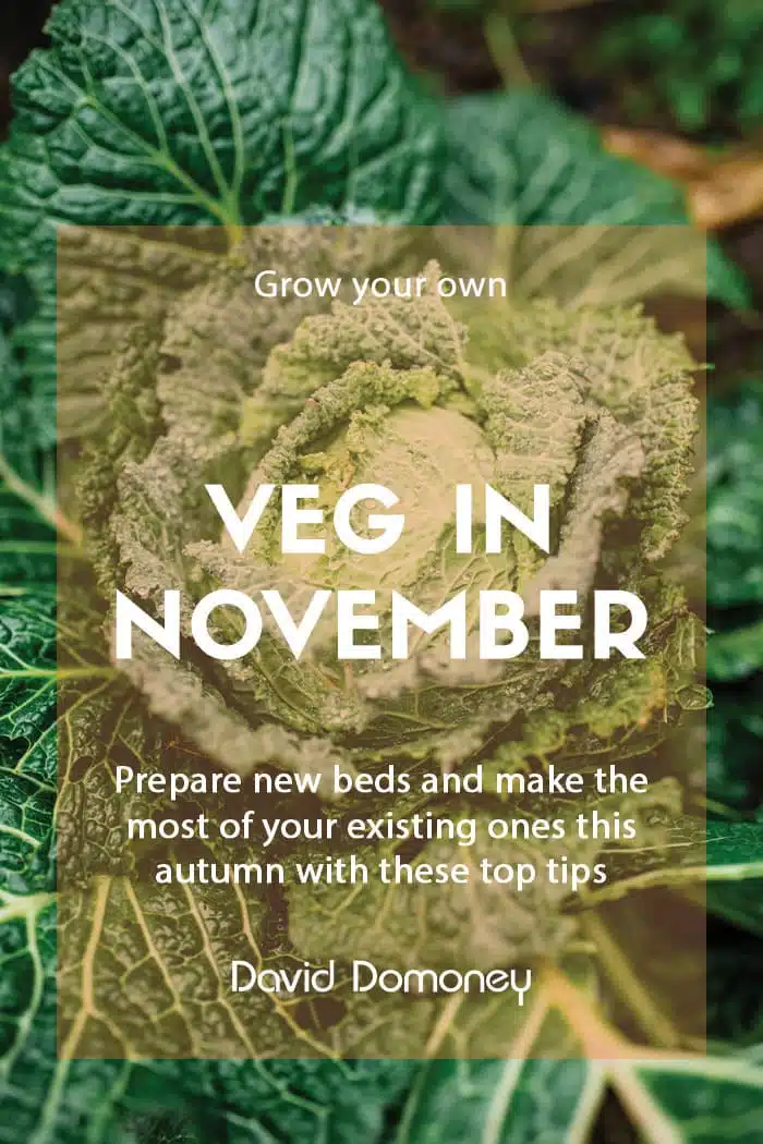 Top grow your own veg for November