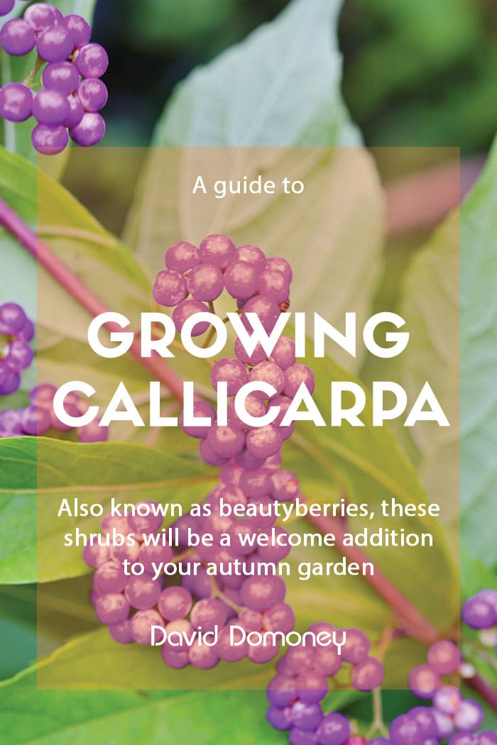 A guide to growing callicarpa