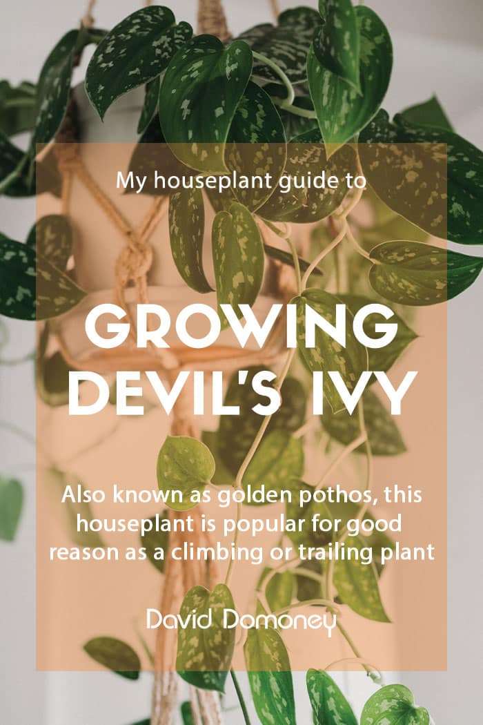 Growing Golden Pothos or devil’s ivy in your home