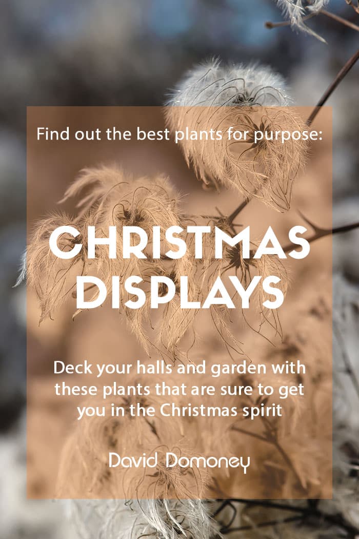 Plants for a purpose: Top plants for Christmas displays