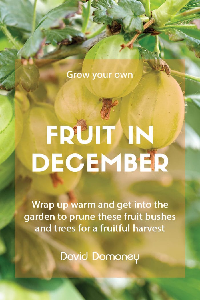 Top grow your own fruit for December