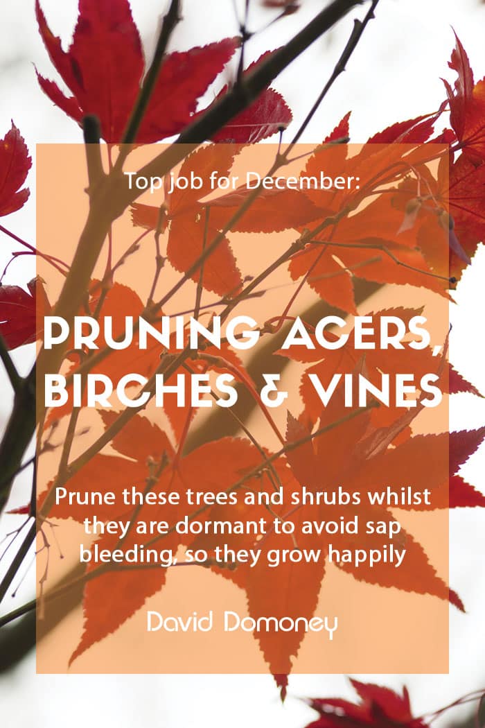 Top job for December: Pruning acers, birch, and vines