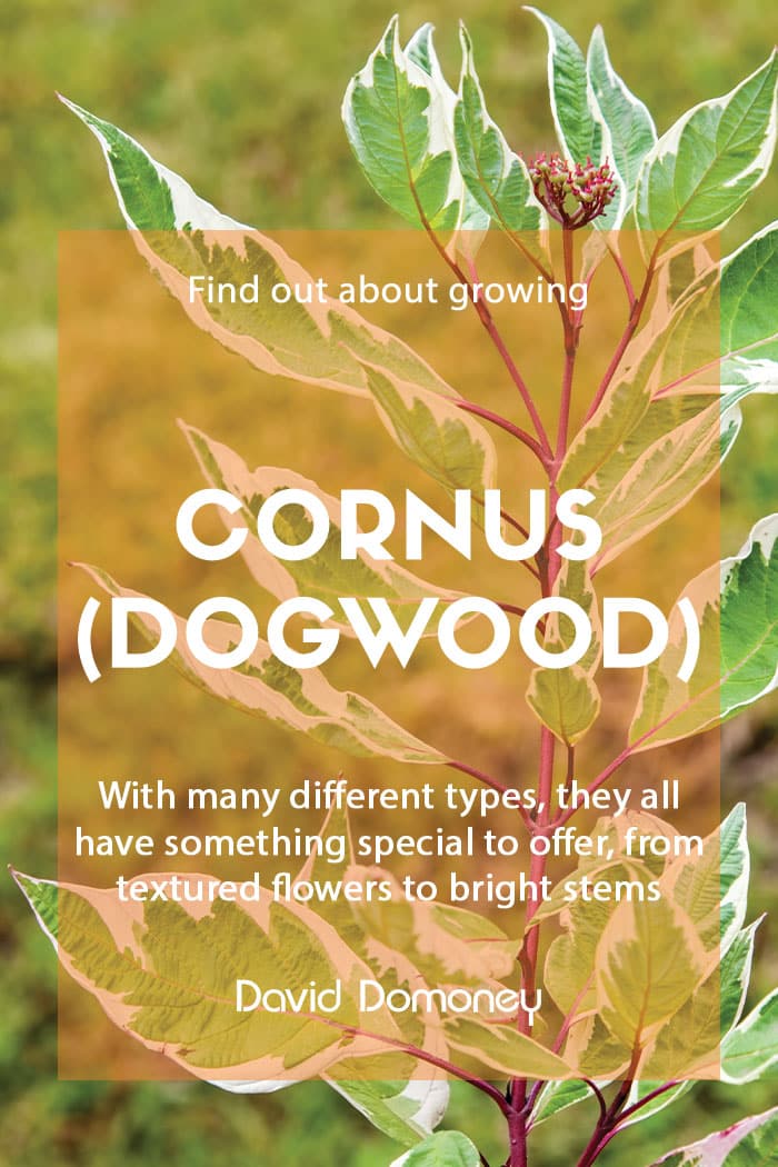 How to grow Cornus/dogwood in the garden