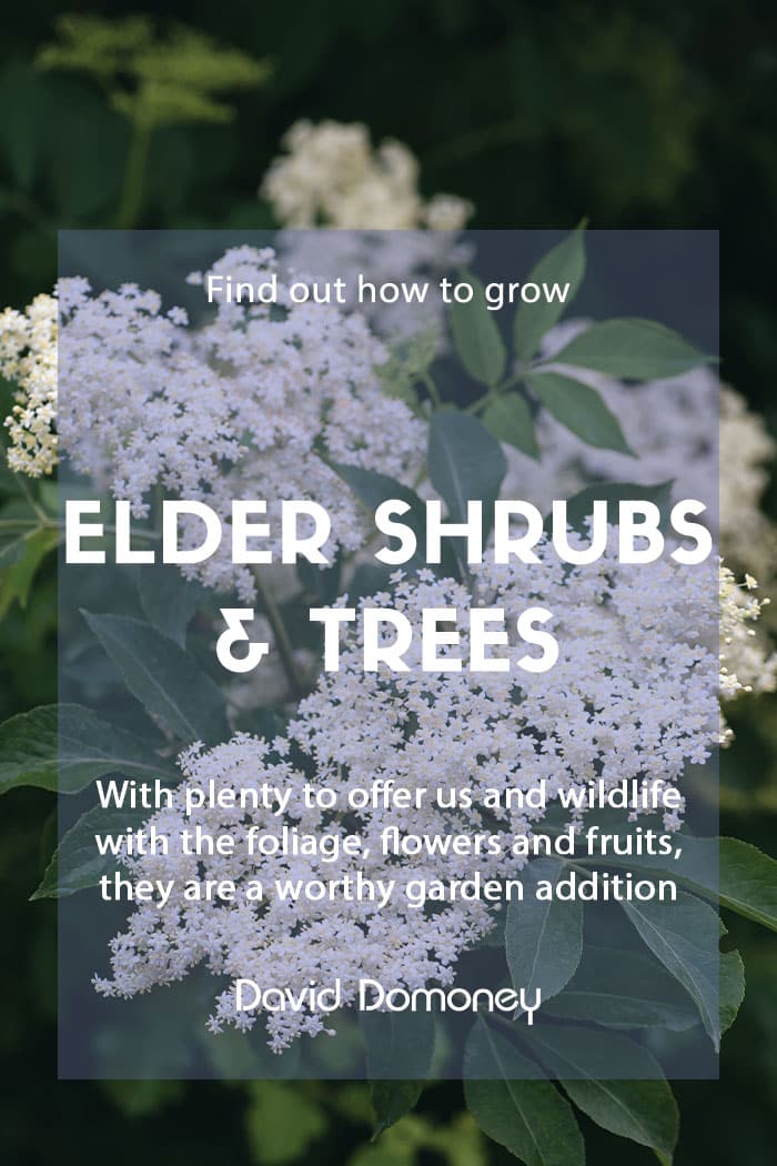 How to grow elder shrubs and trees in the garden