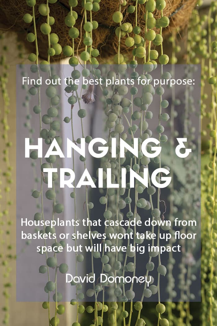 Plants for a purpose: Top hanging & trailing houseplants