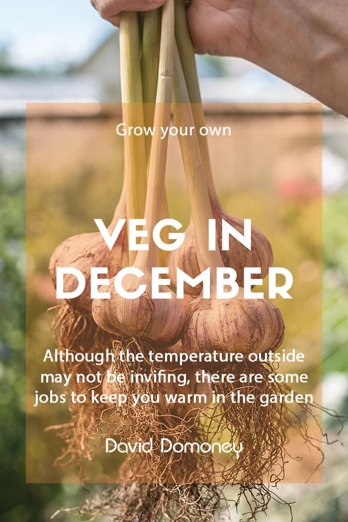 Top grow your own veg for December