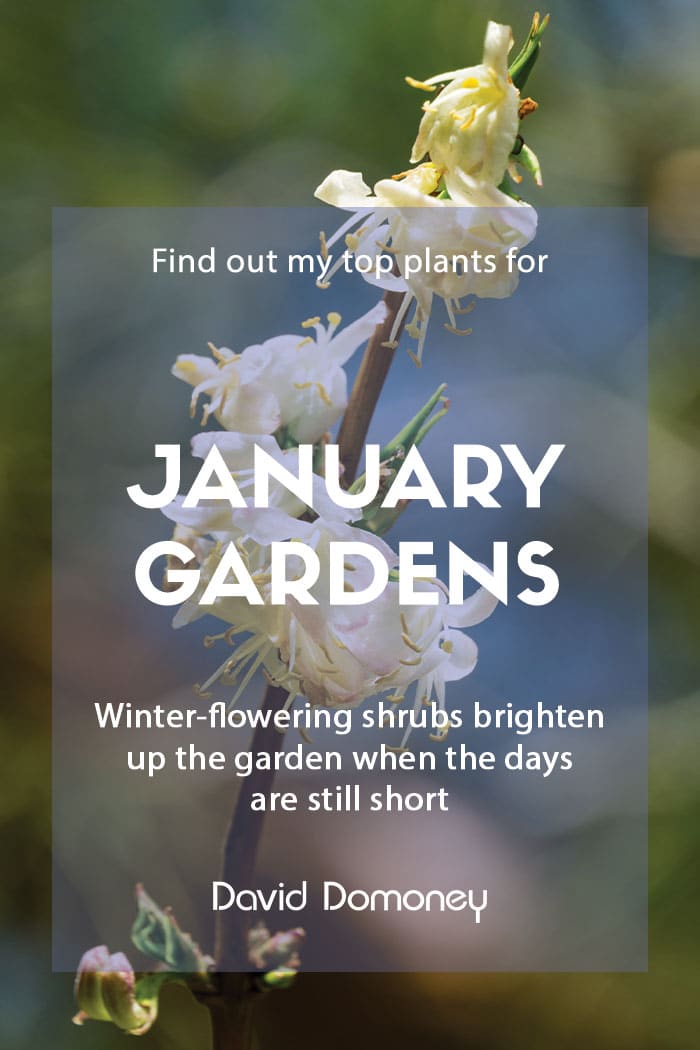 Top ten plants for January gardens