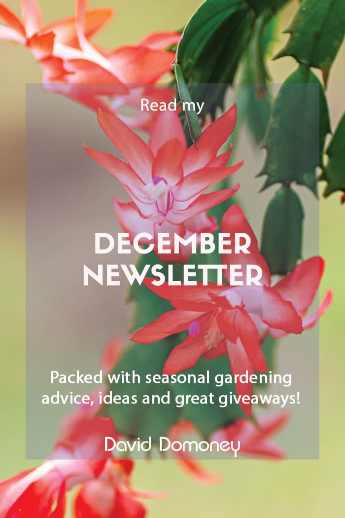 December newsletter