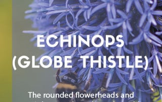 How to grow echinops globe thistle