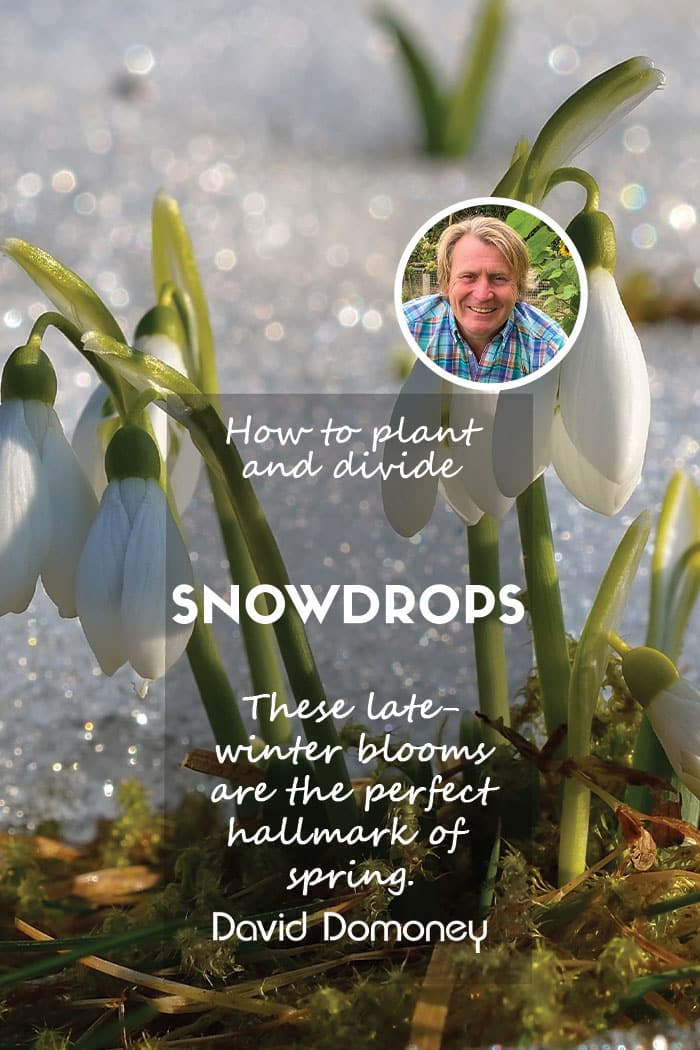 How to plant and divide snowdrops