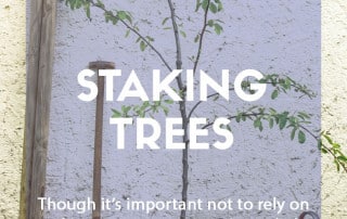 A guide to staking trees in the garden