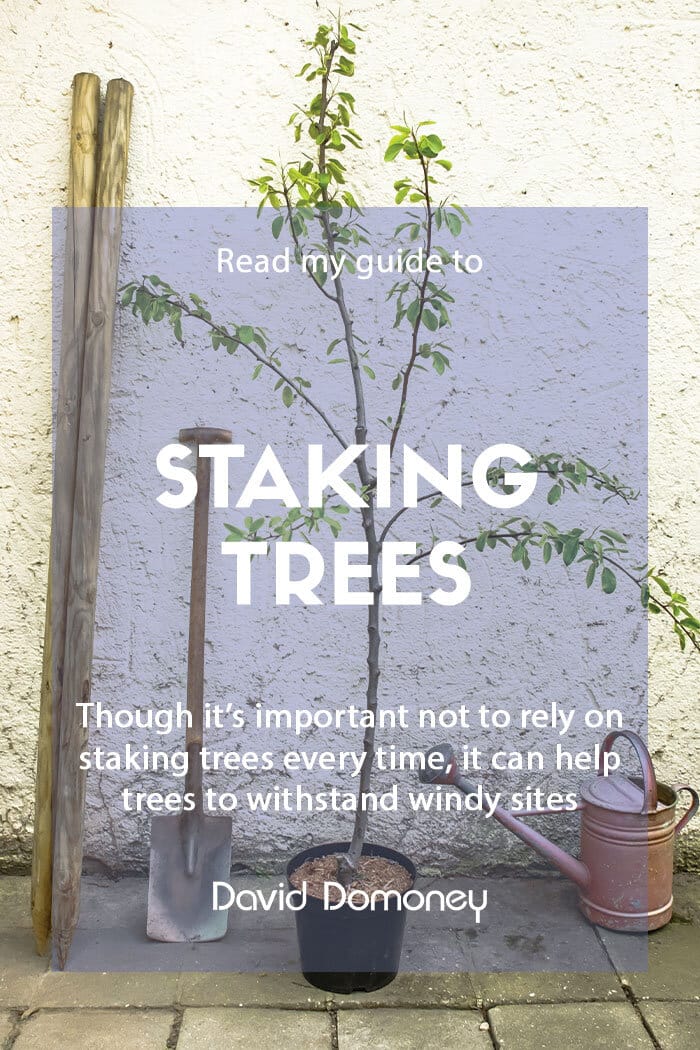 A guide to staking trees in the garden