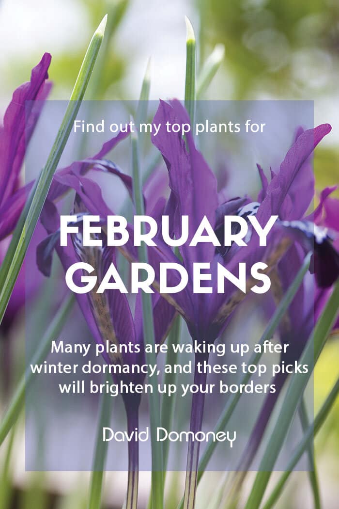 Top ten plants for February gardens