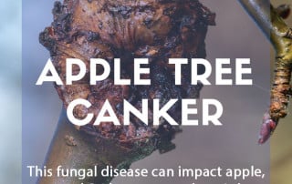 Apple tree canker