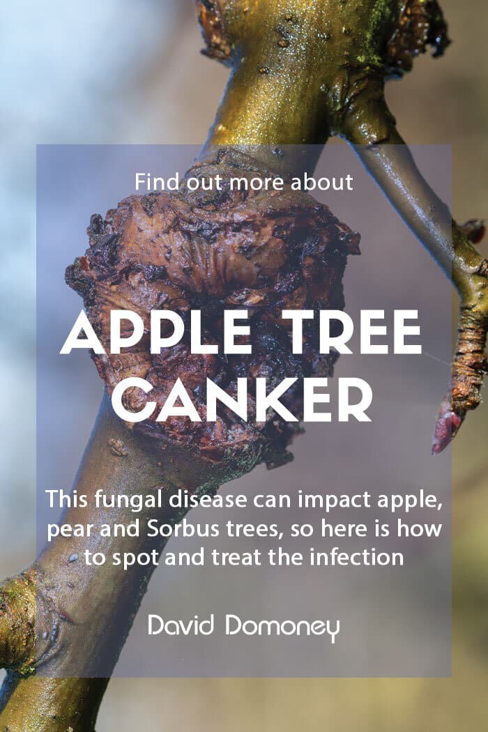 How to spot and treat canker on apple trees