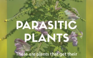 Parasitic plants