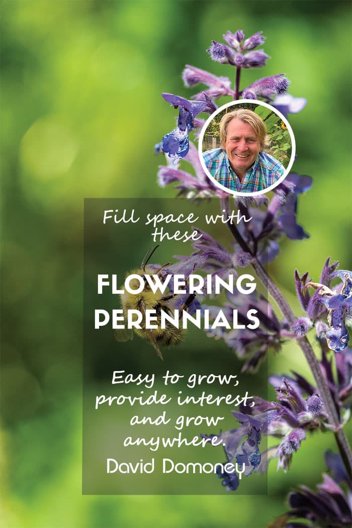 16 flowering perennials that will grow anywhere