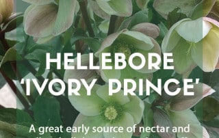 Growing hellebore 'Ivory Prince' in the garden