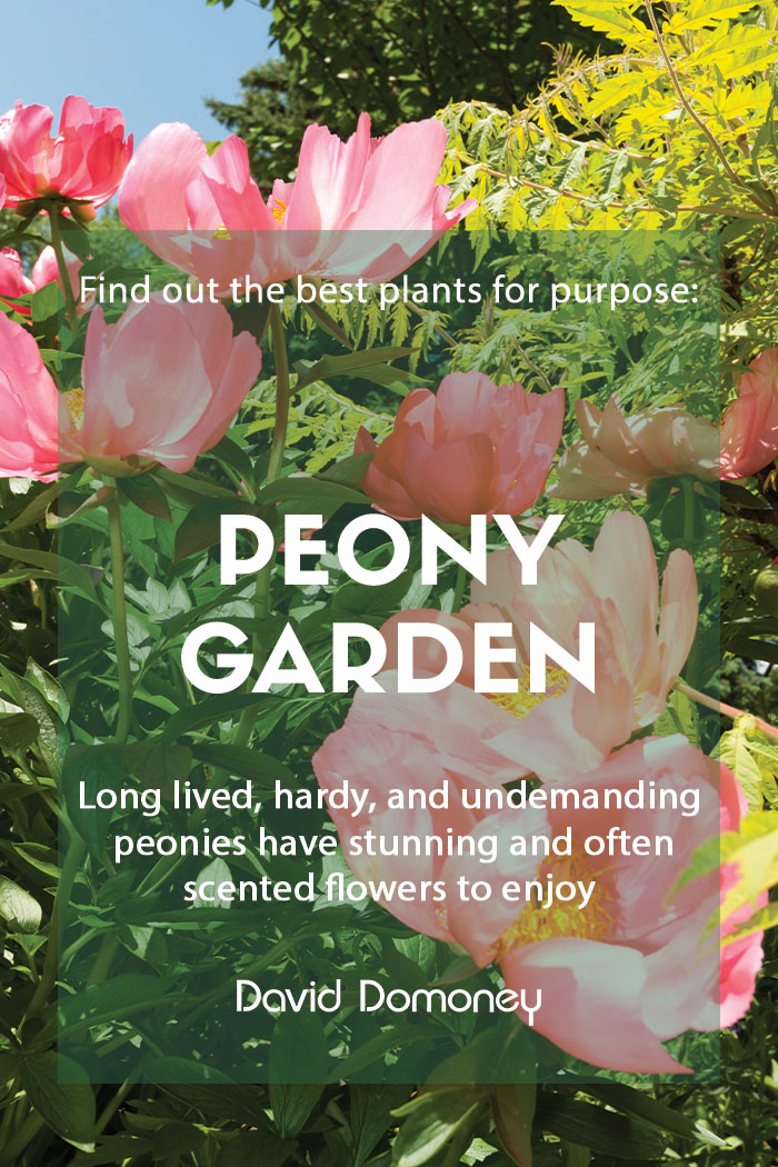 Plants for a purpose: Top plants for a peony garden