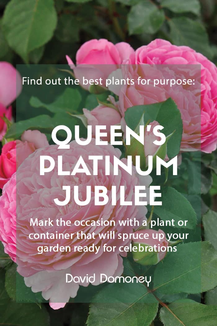 Plants for a purpose: Plants to celebrate the Queen’s Platinum Jubilee