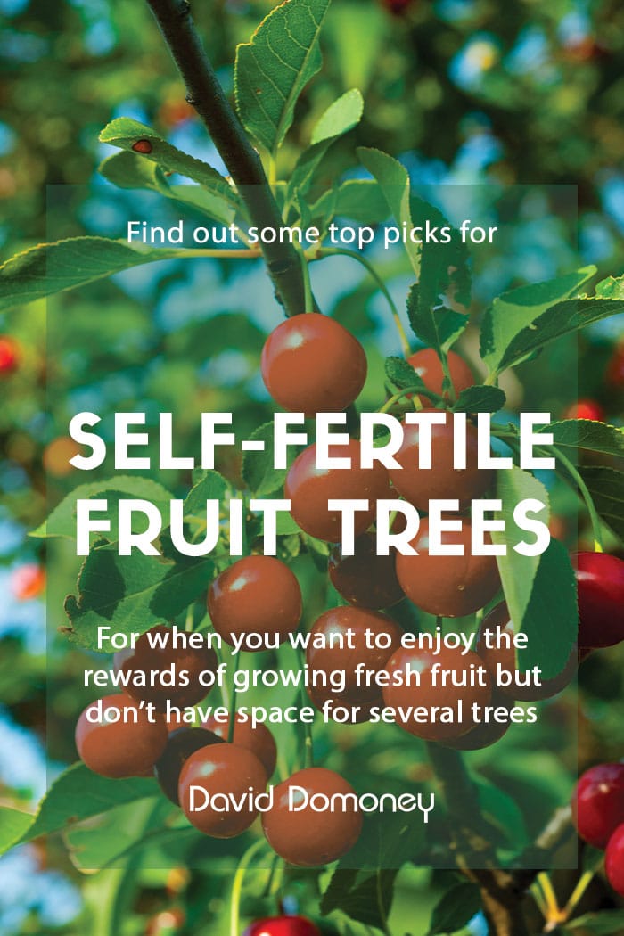 Self-fertile fruit trees for the garden