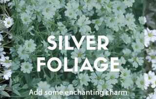 Top ten plants with silver foliage