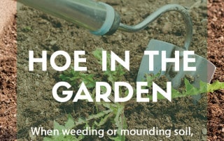 What, where, and when to hoe in the garden