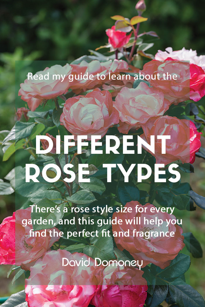 A guide to the different types of roses