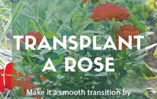 A guide to transplanting a rose