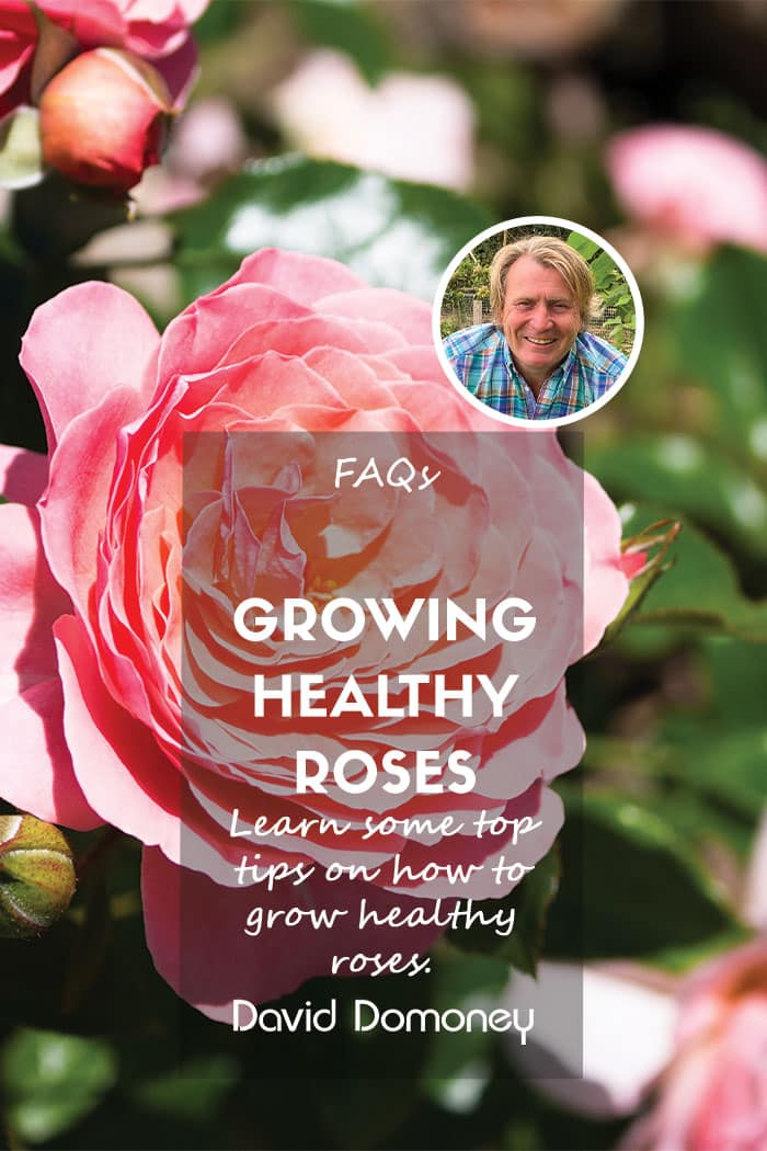 Rose plant FAQ to grow healthy roses