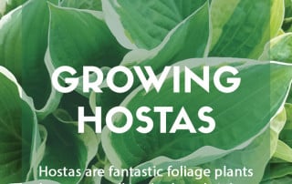 Growing hostas