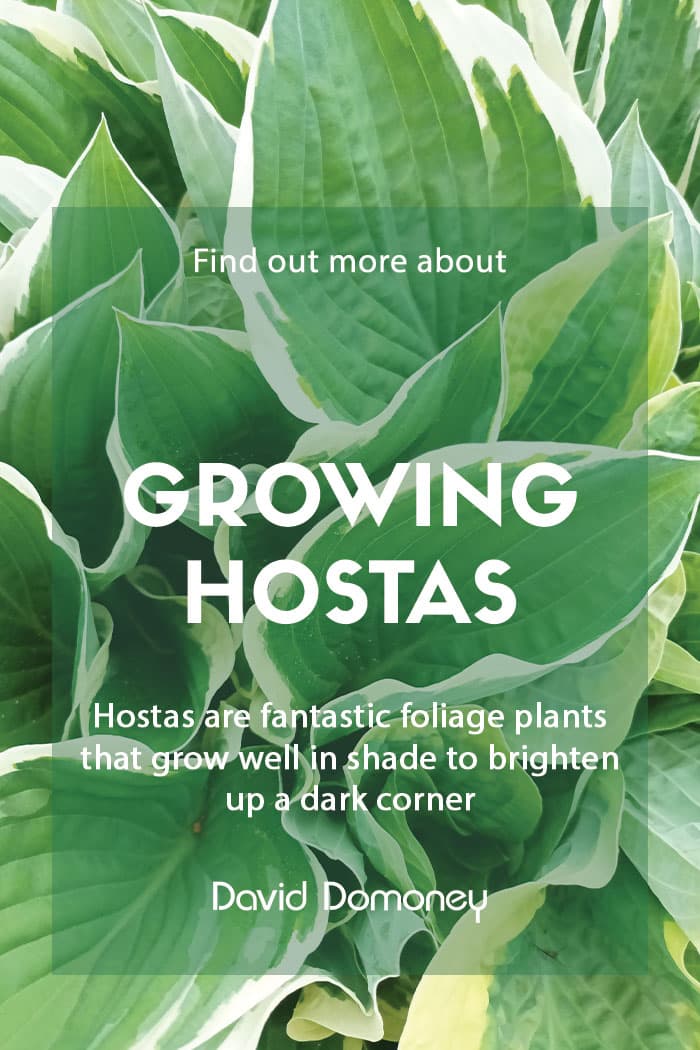 A guide to growing hostas in the garden