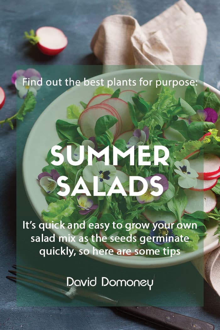 Plants for a purpose: Plants for summer salads