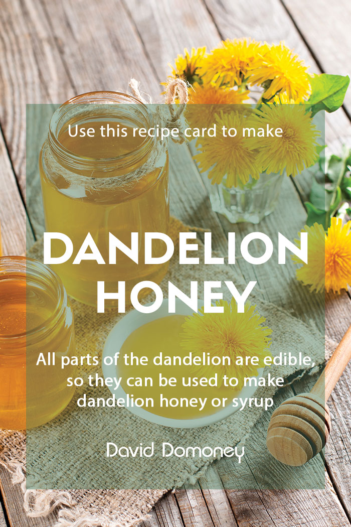 Recipe: Make your own dandelion honey