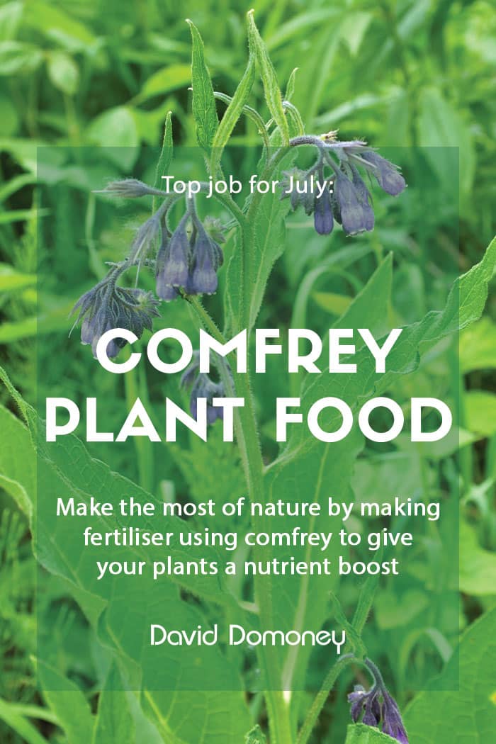 Top job for July: Making comfrey plant food