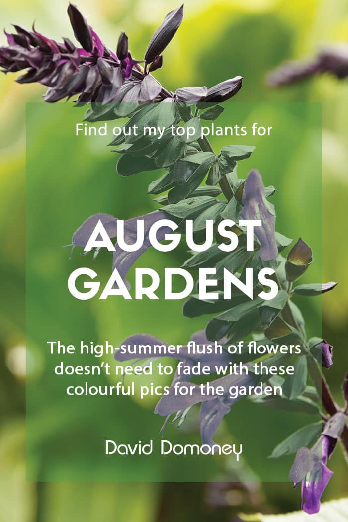 Top ten plants for August gardens