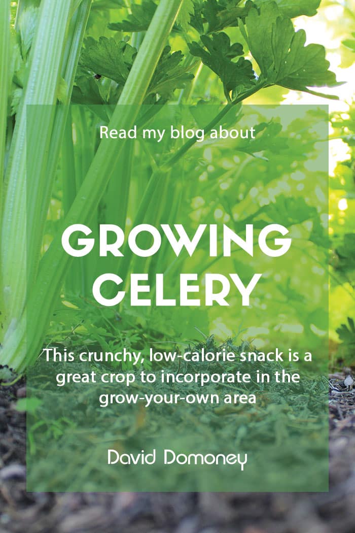 A guide to growing celery in the garden