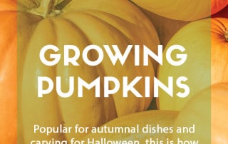 How to grow pumpkins in the garden