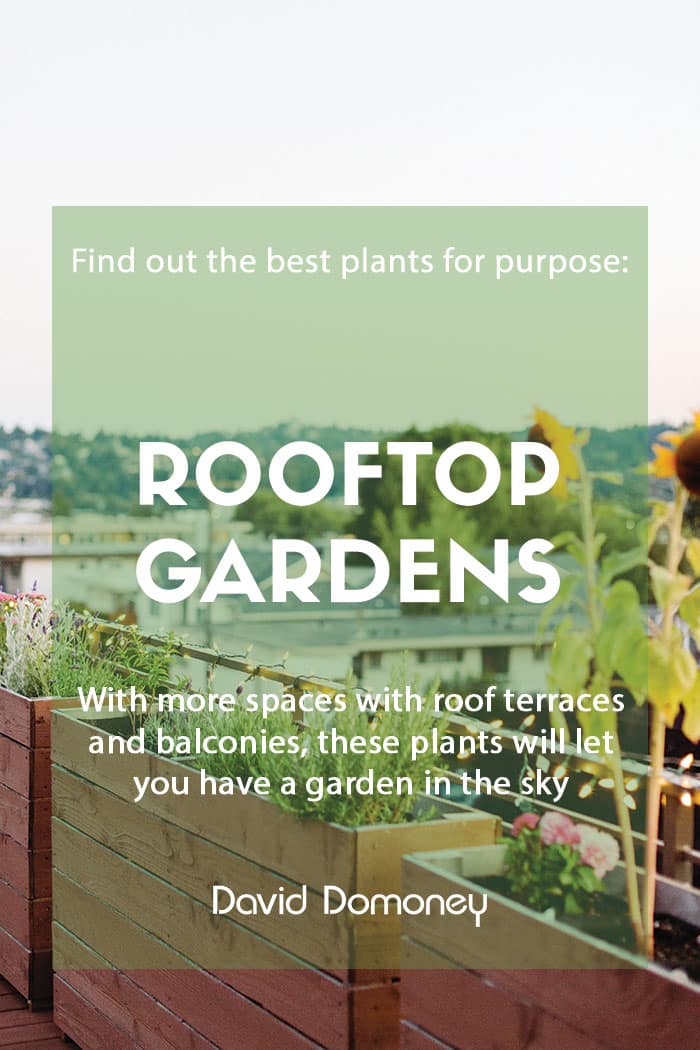 Plants for a purpose: Plants for rooftop gardens